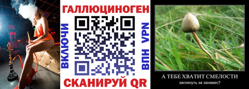 Галлюциногенные грибы Psilocybine cubensis  Купить  Новокубанск 